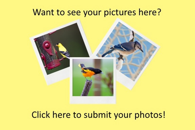 Submit Photo